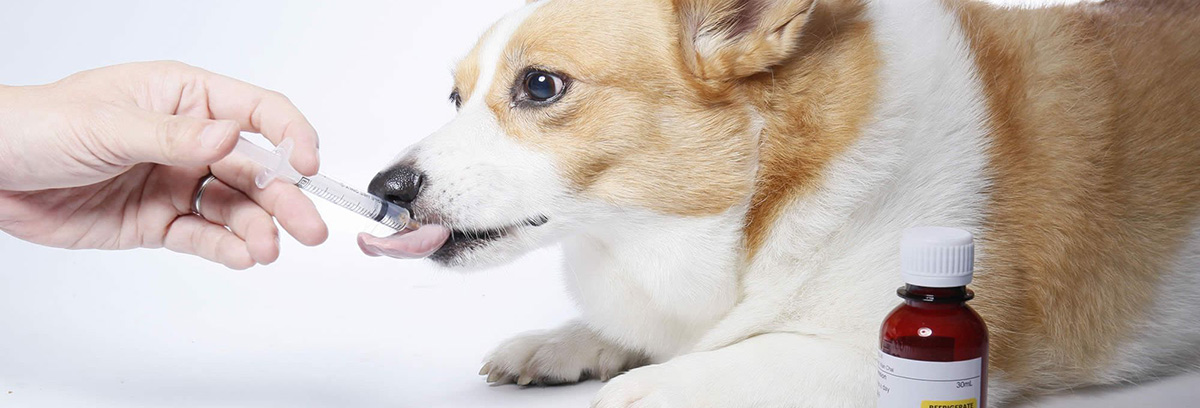 Dog Doki