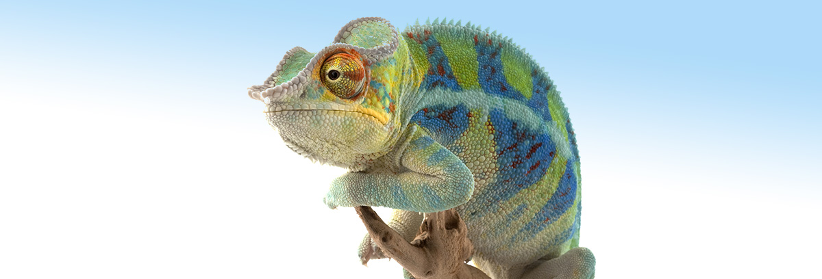 Kameleon